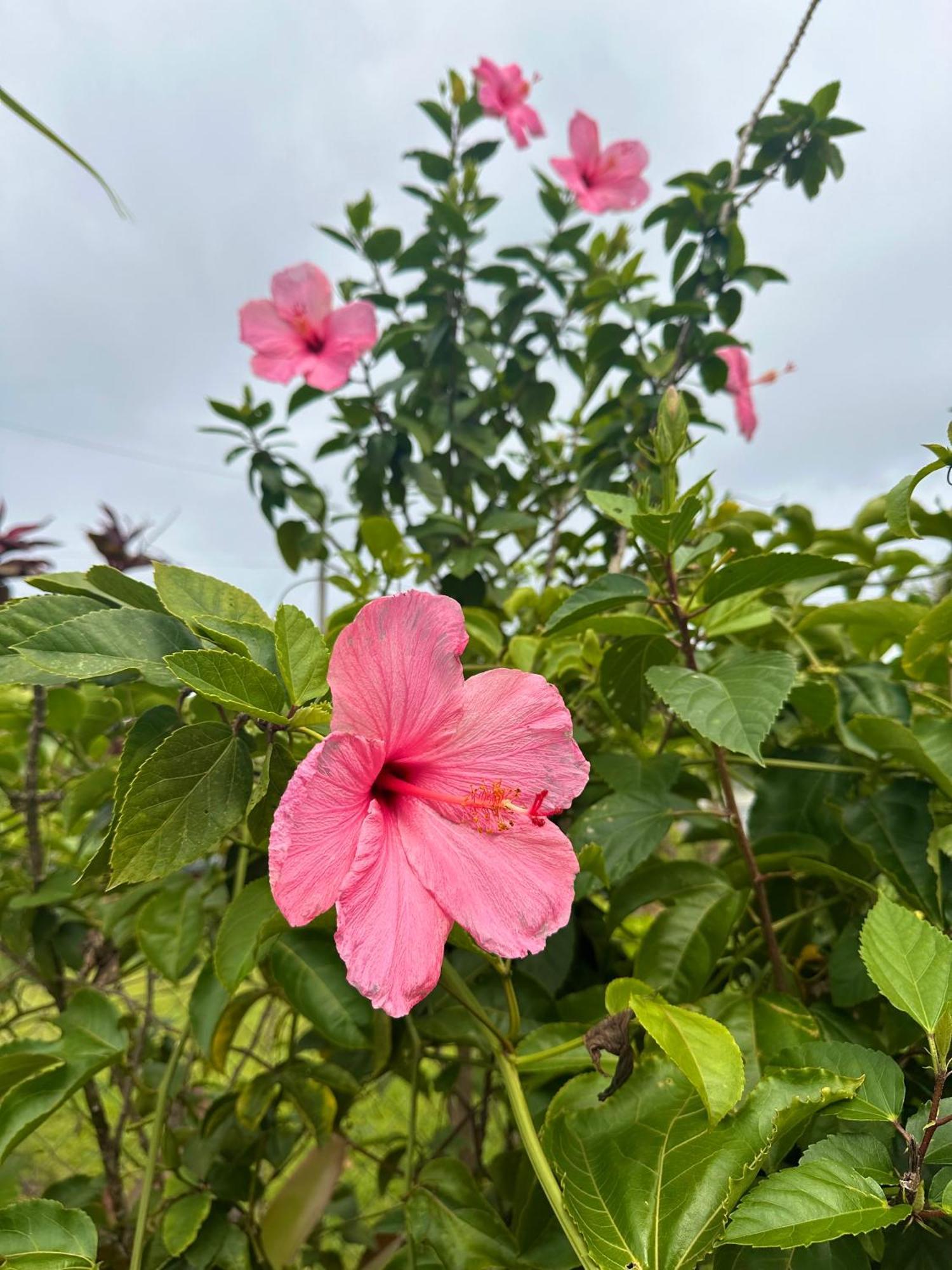 Big Island Getaway Apartman Pahoa Kültér fotó