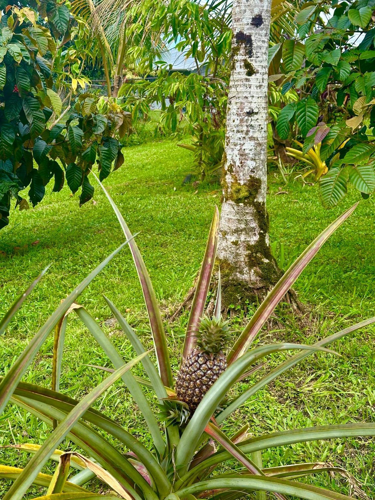 Big Island Getaway Apartman Pahoa Kültér fotó